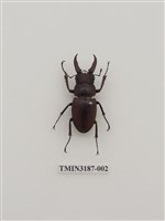 藏品(高砂鋸鍬形蟲)的圖片